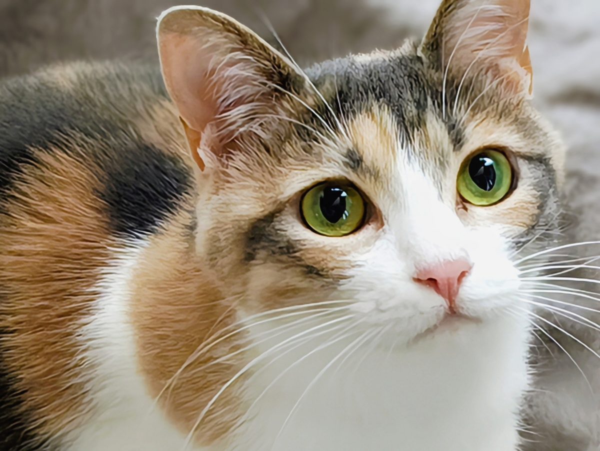 三毛猫アップ