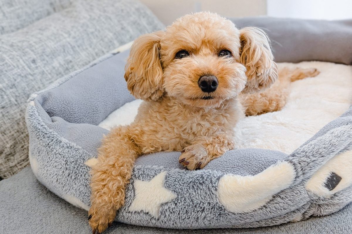 犬用ベッドでリラックスするトイプードル