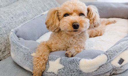 犬用ベッドでリラックスするトイプードル