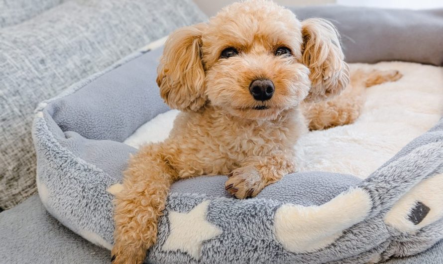 ペット用品はどう選ぶ？首輪や胴輪のサイズの見方と、迷子や事故を防ぐための心がけ